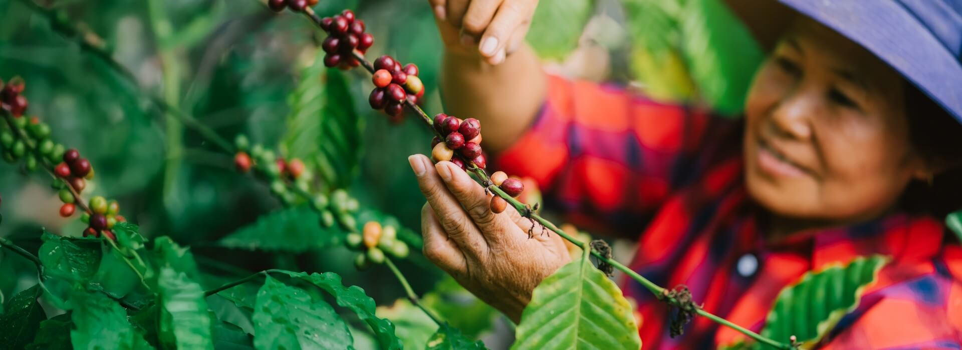 Women In Coffee