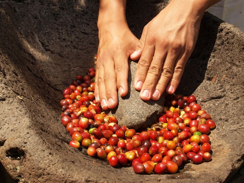La lavorazione del caffè