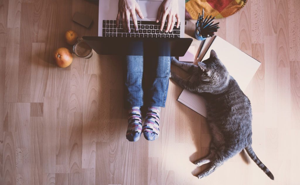 cat cafè nel mondo