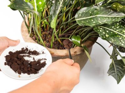 Caffe Fertilizzante