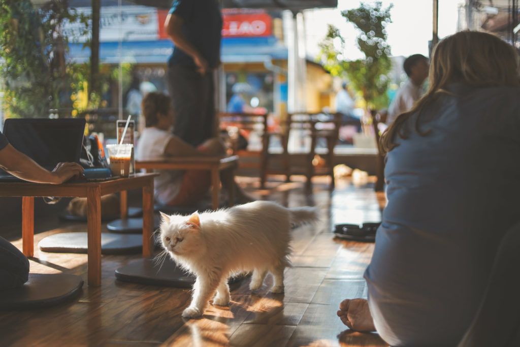 cat cafè nel mondo