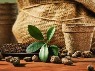 Ginseng