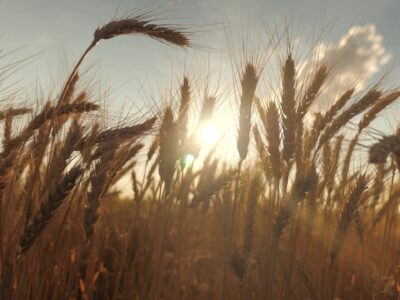 Grano Scaled 1