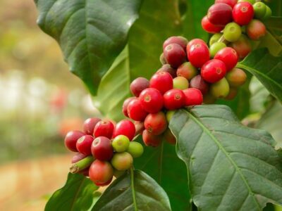 Varieta Caff
